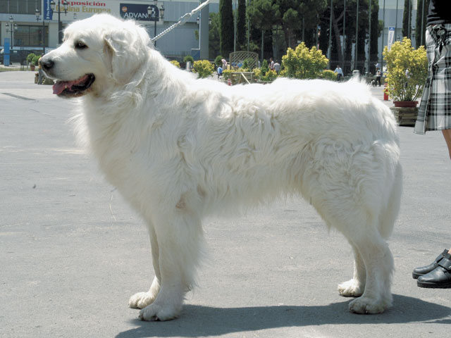 �����Ƒ��Ɍ}����O��